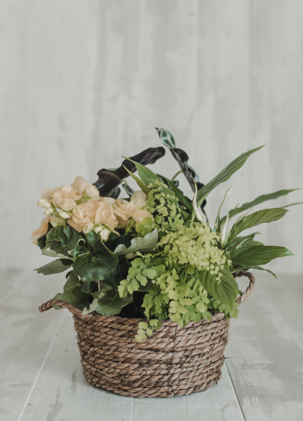 Composición de Plantas de Temporada