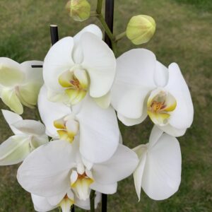 orquidea blanca