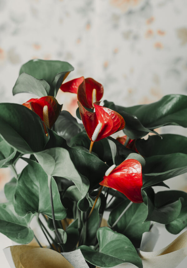 Anthurium - Imagen 2