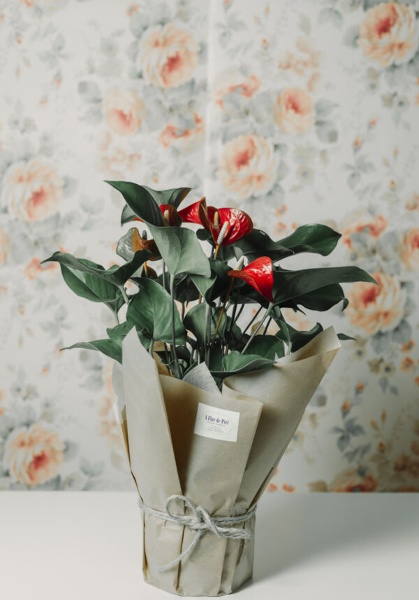 Anthurium