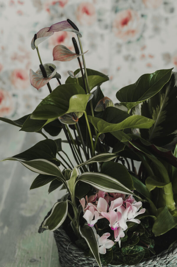 Composición de Plantas - Imagen 2