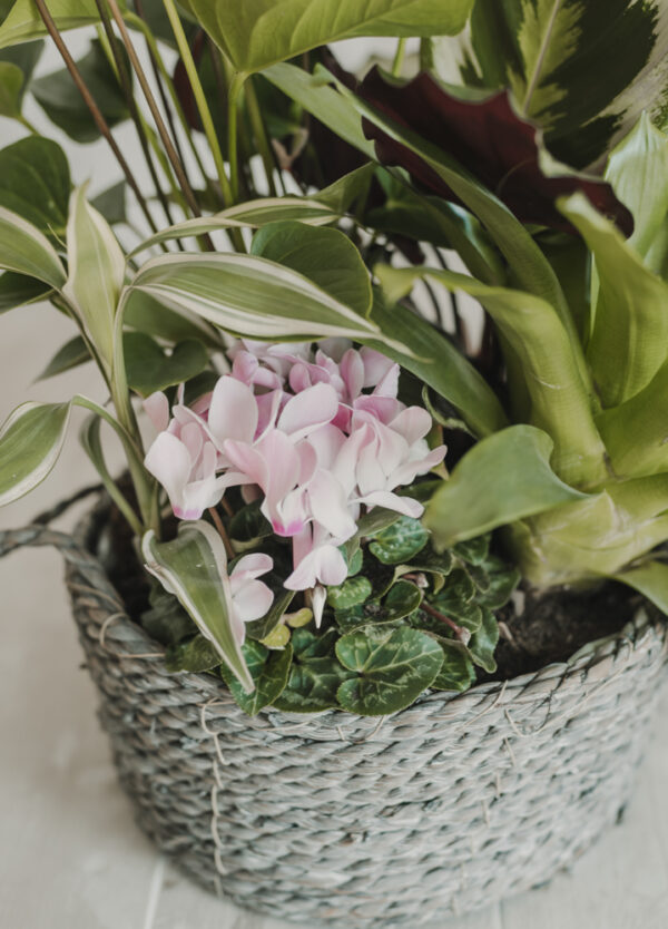 Composición de Plantas - Imagen 3