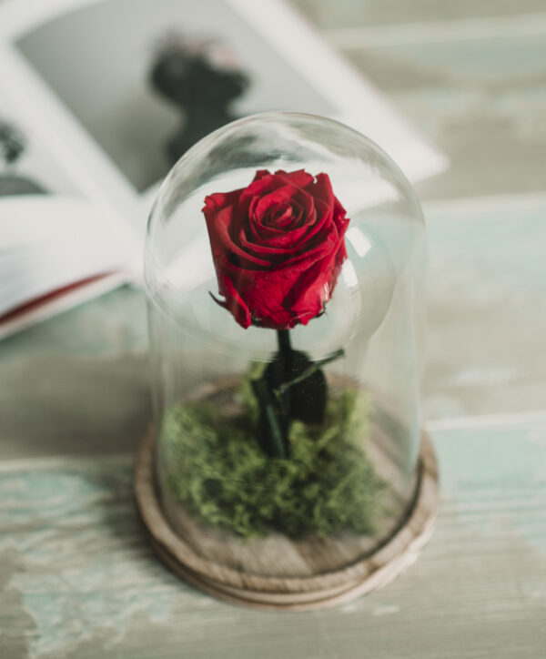 Rosa Preservada en Cúpula de Cristal