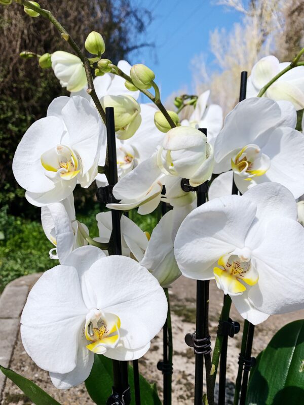 orquídeas blancas