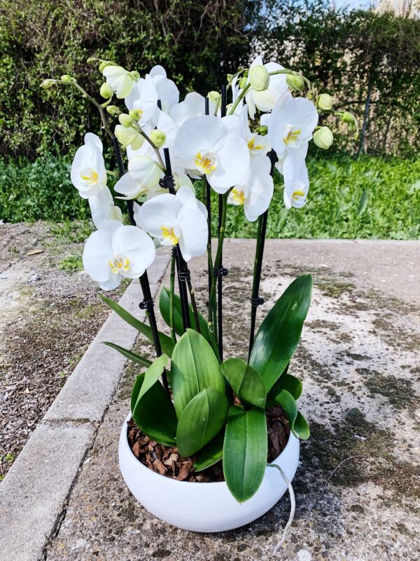 orquídeas