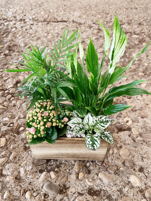 caja de plantas