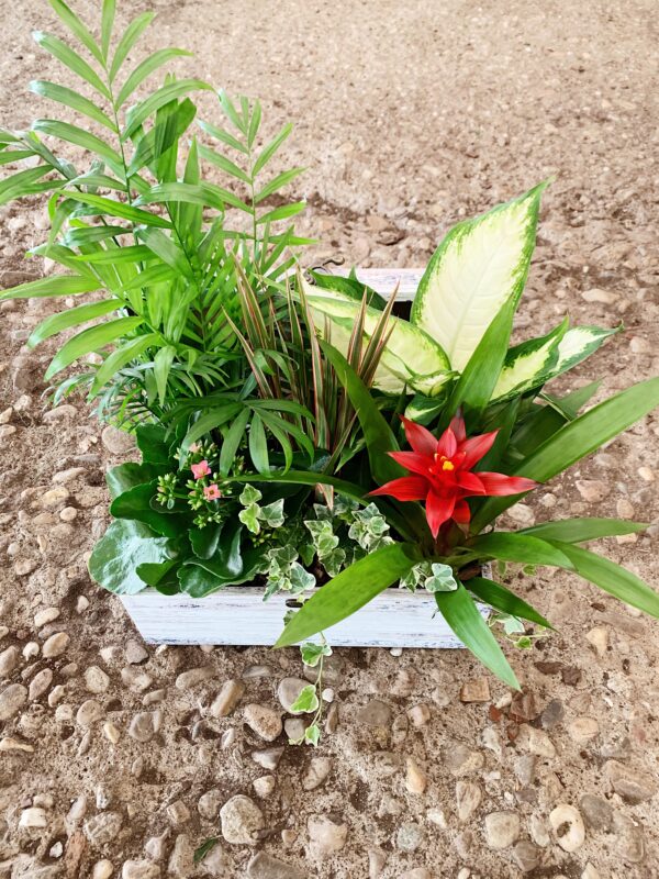 caja de plantas