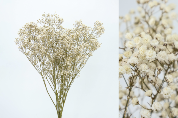 Paniculata Preservada