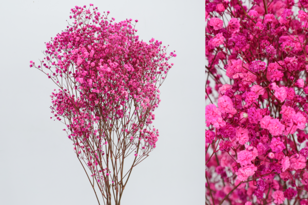Paniculata Preservada - Imagen 9