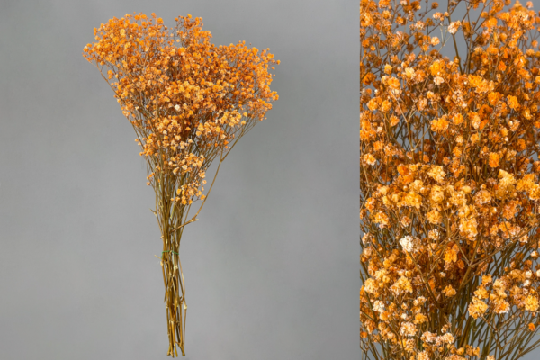 Paniculata Preservada - Imagen 6