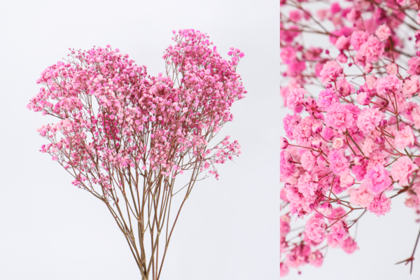 Paniculata Preservada - Imagen 4
