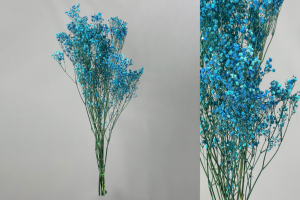 Paniculata Preservada - Imagen 3