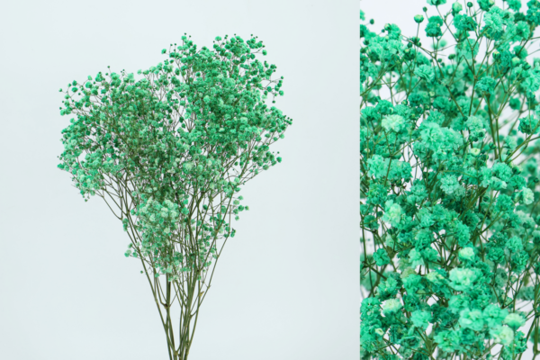 Paniculata Preservada - Imagen 2