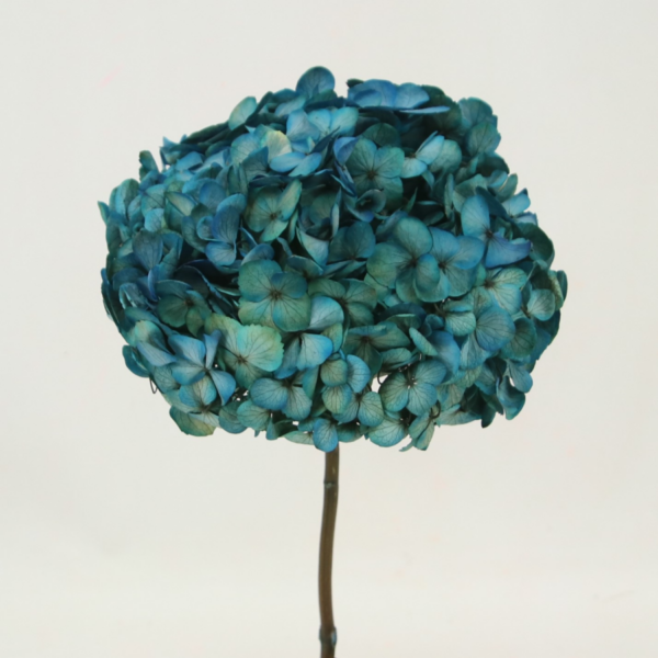 Hortensias Preservadas - Imagen 15