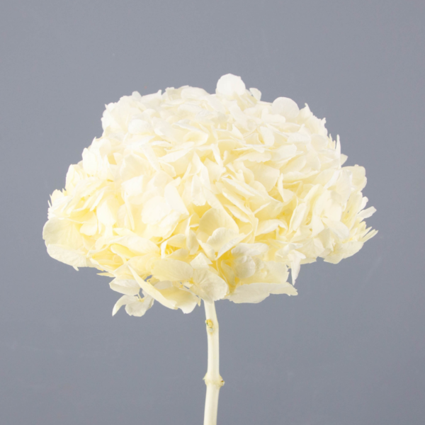 Hortensias Preservadas - Imagen 14