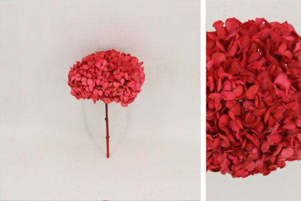 Hortensias Preservadas - Imagen 12