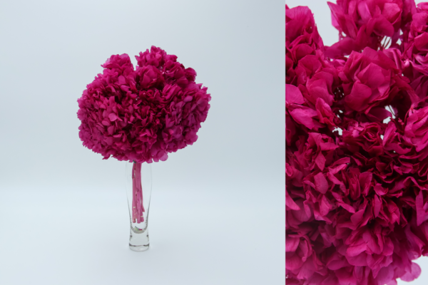Hortensias Preservadas - Imagen 11