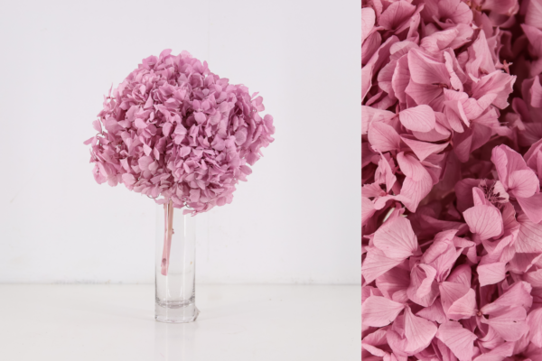Hortensias Preservadas
