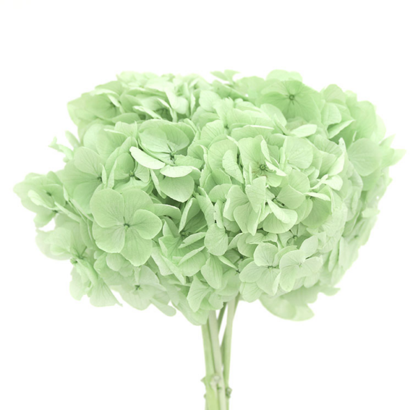 Hortensias Preservadas - Imagen 8