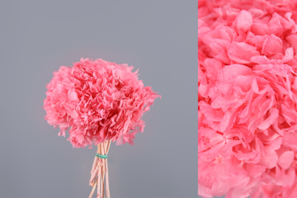 Hortensias Preservadas - Imagen 6