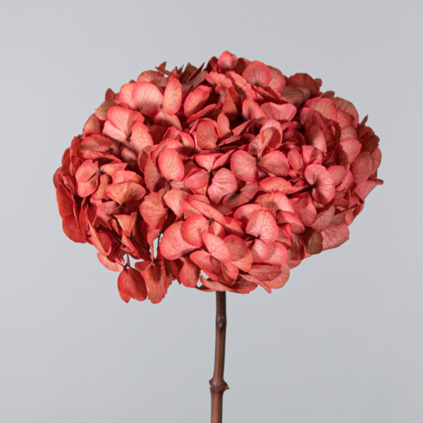 Hortensias Preservadas - Imagen 5