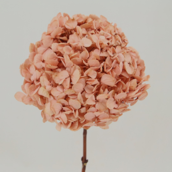 Hortensias Preservadas - Imagen 4