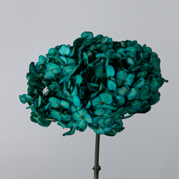 Hortensias Preservadas - Imagen 3