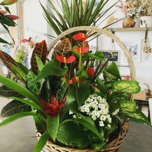 Composición plantas